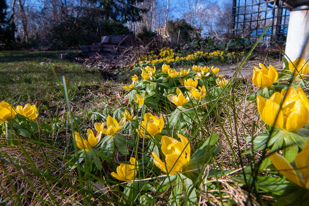 Vintergäck en solig marsdag