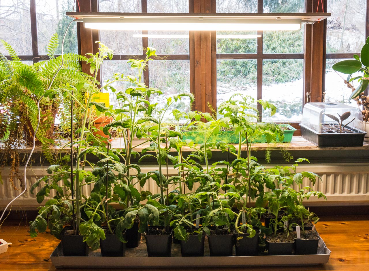 Tomatplantor unde LED-ljusramp